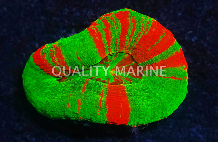 Australis, Molten Red w/Green Stripes "Ultra Rever :: 52331