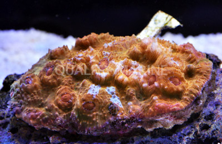 Creamsicle Chalice Coral :: 52380