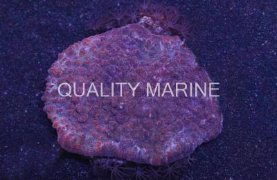 Red Marble Brick Chalice Coral :: 52393