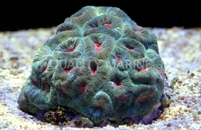 Pink Eye Green Merulina Coral :: 52399