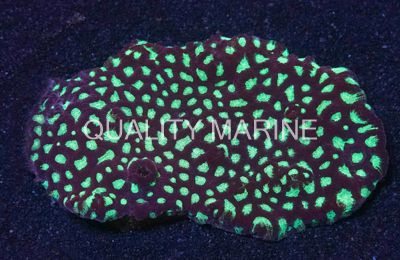 Green Red Rim War Coral :: 52424