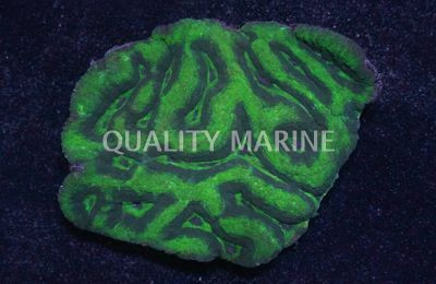Green Australomussa Brain Coral :: 52459