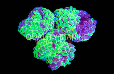 Ultra Green & Purple Marbled Branching Hammer Coral :: 52480