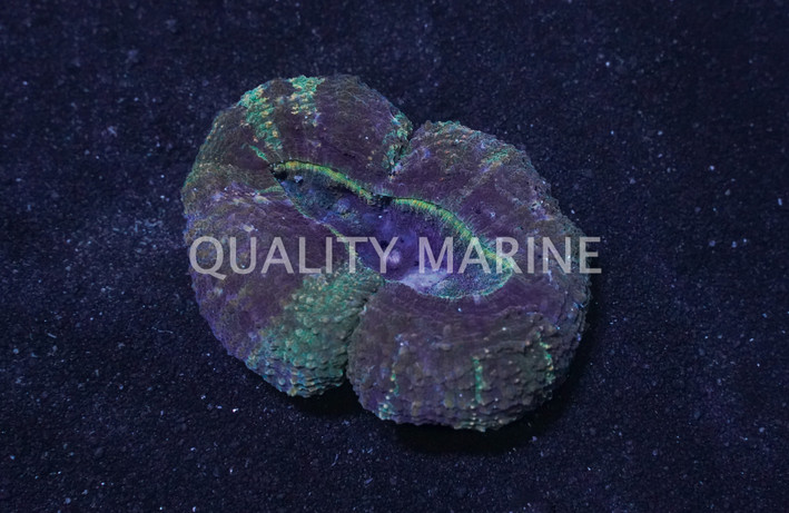 Grade A Button Coral :: 52481