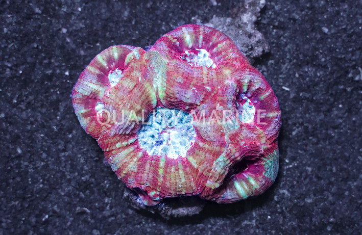 Red Globe Acanthastrea Coral :: 52486