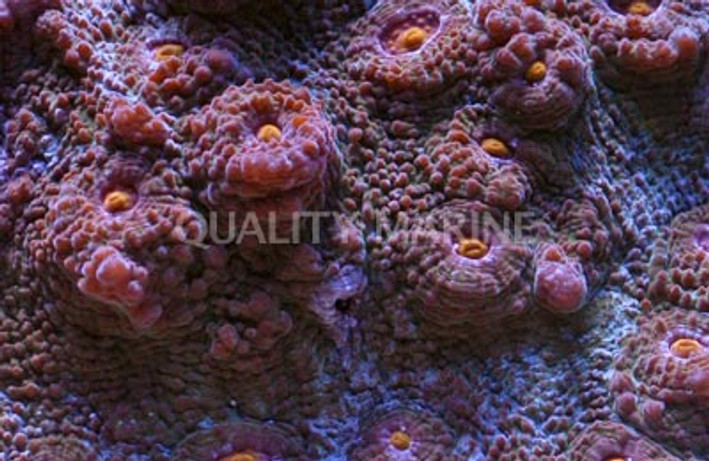 Mummy Eye Chalice Coral :: 52493