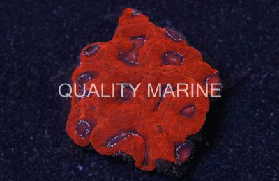 Red Bowerbanki  :: 52498