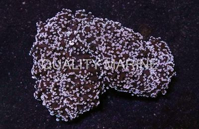 Purple Frogspawn Coral :: 52603