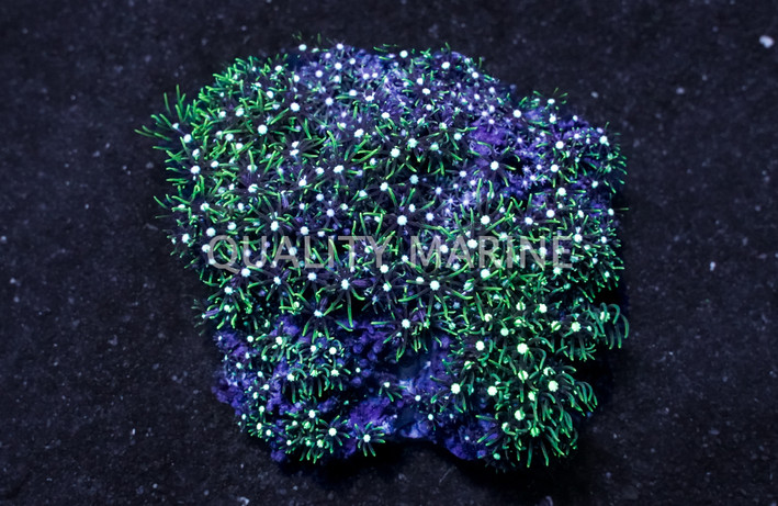 Green Starburst Polyp :: 55533