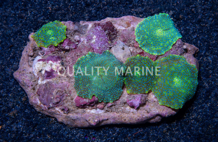 Blue Spot Actinodiscus Mushroom :: 55544