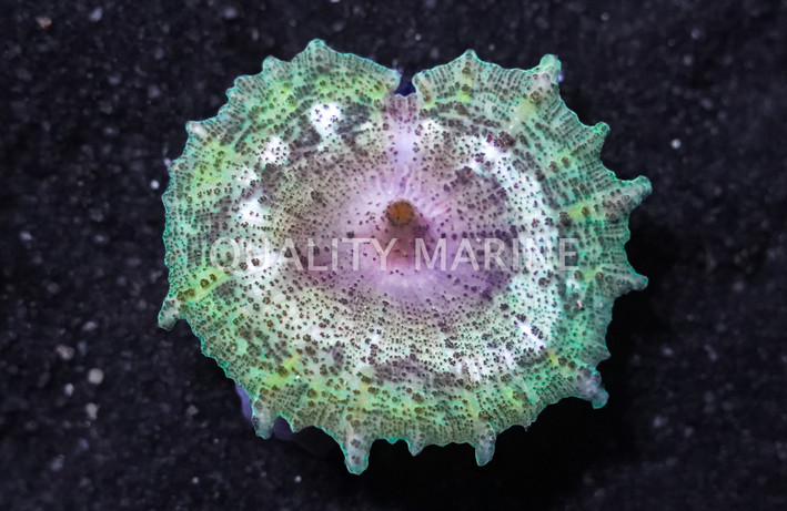 Umbrella Mushroom (per polyp) :: 55546