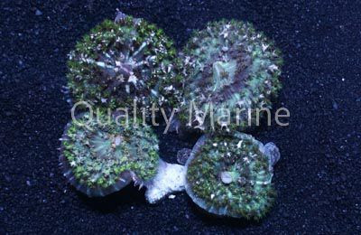 Green St. Thomas Bubble Mushroom :: 55573