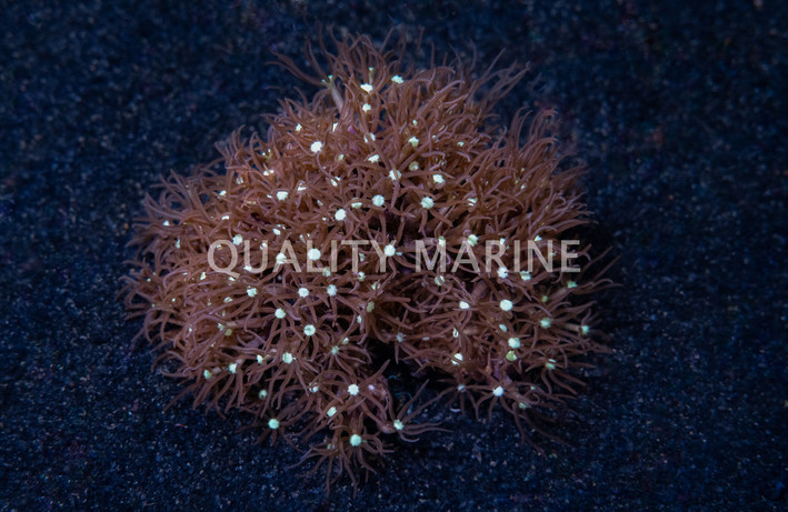 Electric Blue Long Stem Waving Hand Coral :: 55576