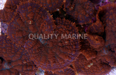 Super Orange Bullseye Mushroom :: 55588