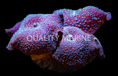 Purple Speckled Actinodiscus Mushroom :: 55659