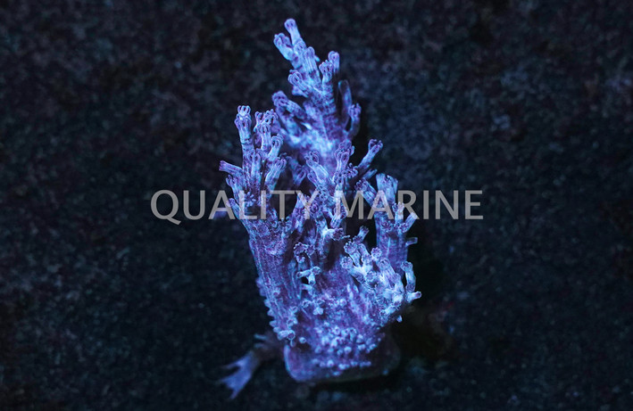 Blue Waving Hand Polyp :: 55674