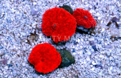 Atomic Red Actinodiscus Mushroom :: 55687