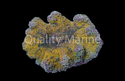 Yuma, Orange & Purple : Melanesia :: 55747
