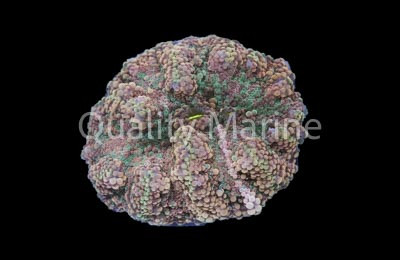 Yuma, Green & Pink : Melanesia :: 55752