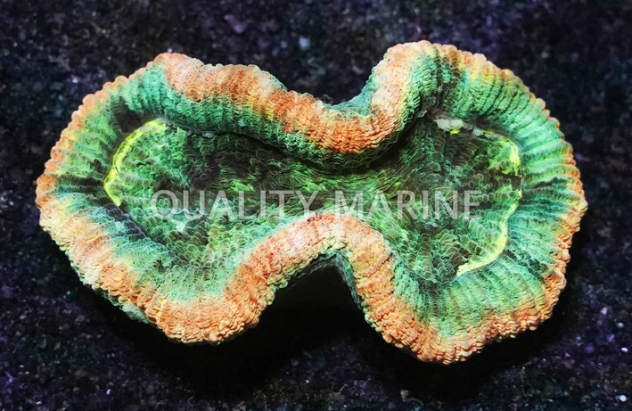 Red/Green Tracyphyllia Coral :: 62400