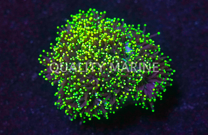 Scoly,  Green w/ Gold Ring  :: 62451