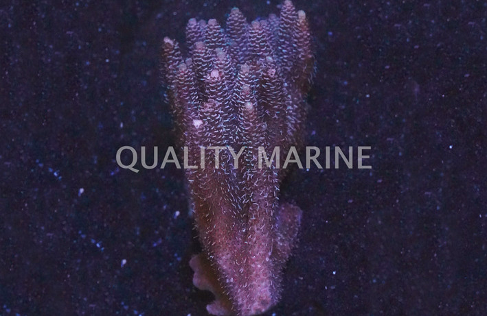Blue/Pink Millepora Acropora Coral :: 66002