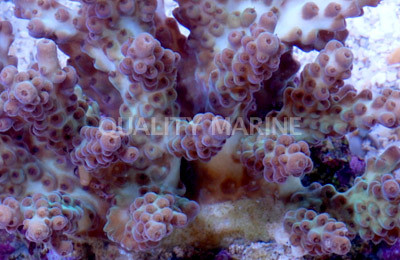 Green Plana Acropora Coral :: 66023