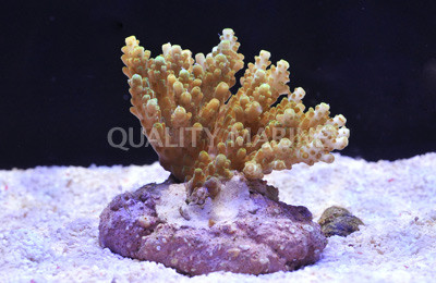 Green Efflorescens Acropora Coral :: 66038