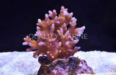 Purple Tip Granulosa Acropora Coral :: 66042