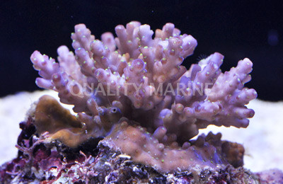 Blue Tip Nana Acropora Coral :: 66052