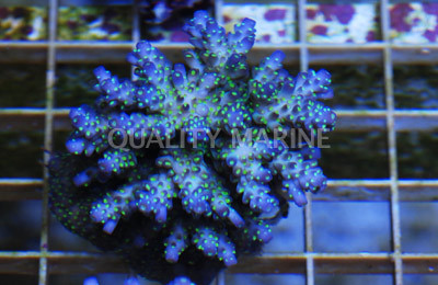 Tricolor Nana Acropora Coral :: 66053