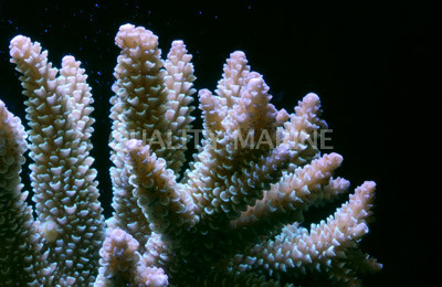 Color Tip Green Nobilis Acropora Coral :: 66063