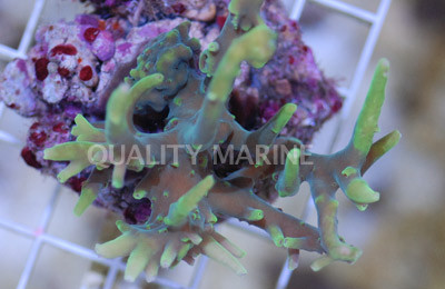 Neon Green Suharsonoi Acropora Coral :: 66072