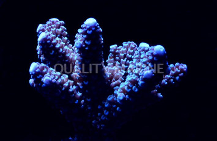 Aquacultured Marshall Island Purple & Green Acro Coral (Acropora sp.) - ORA  