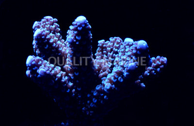 Blue Abrolhosensis Acropora Coral :: 66099
