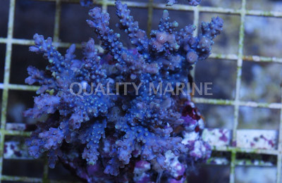 Horrida Acropora Coral :: 66110