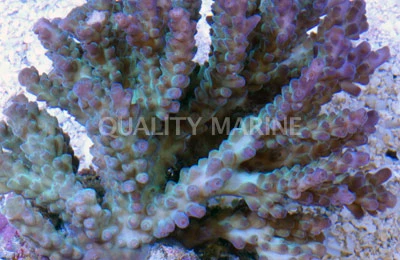 Green/Purple Valida Acropora Coral :: 66142