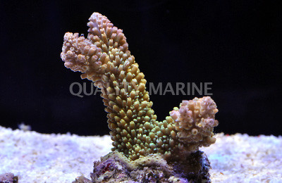 Red Tip Green Abrotanoides Acropora Coral :: 66147