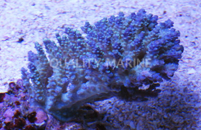 Turquoise Aspera Acropora Coral :: 66152