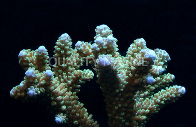 Green Pulchra Acropora Coral :: 66160