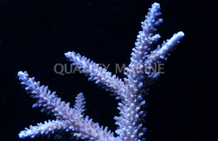 Turquoise Exquisita Acropora Coral :: 66198