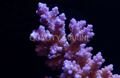 Purple Rosaria Acropora Coral :: 66217