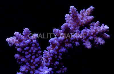 Blue Austera Acropora Coral :: 66223