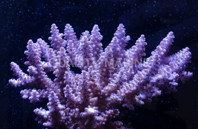 Purple Insignis Acropora Coral :: 66237