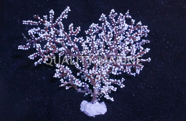 Blueberry Gorgonian :: 51028