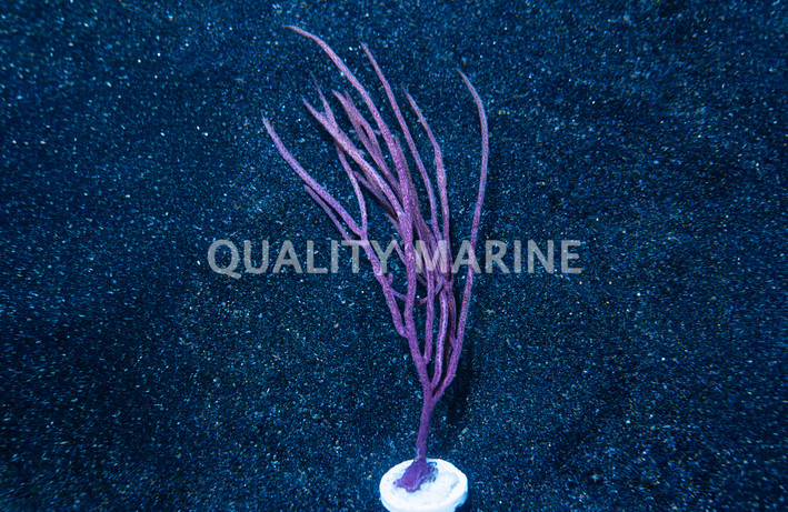 Purple Whip Gorgonian :: 51031