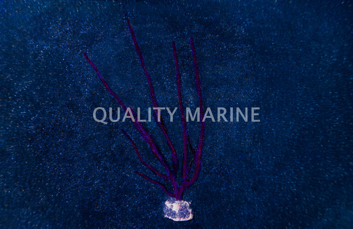 Purple Whip Gorgonian :: 51031