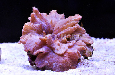 Cabbage Leather Coral - Quality Marine