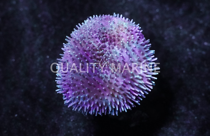 White/Yellow Toadstool Leather Coral :: 51506