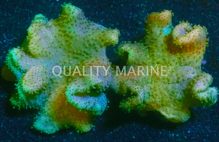 Yellow Toadstool Leather Coral :: 51510